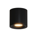 luna_bk.webp