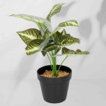 Roślina doniczkowa Maranta 6402 35 cm