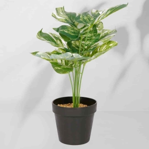 Roślina doniczkowa Monstera ciemna 6406 34 cm
