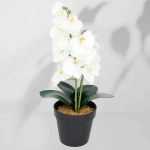 Roślina doniczkowa Storczyk 6400 38 cm I EKKW2714
