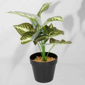 Roślina doniczkowa Maranta 6402 35 cm I  EKKW2716