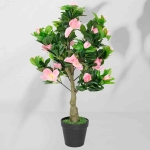 Roślina doniczkowa Azalia 5227 55 cm I  EKKW2700