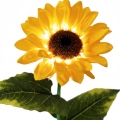 eko2494$d.png