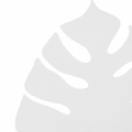 4667_MONSTERA_WHITE_D.jpg